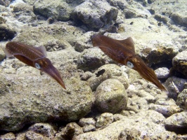 IMG 4167 Caribbean Reef Squid